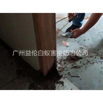 番禺沙灣鎮除白蟻
