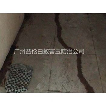 花都芙蓉白蟻(yǐ)防治(zhì)案例