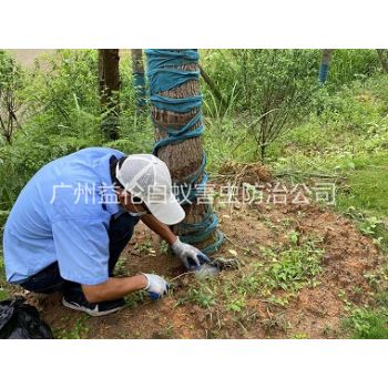 增（zēng）城綠化樹木治白蟻
