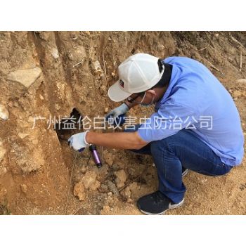 黃埔水庫堤（dī）壩（bà）滅白蟻